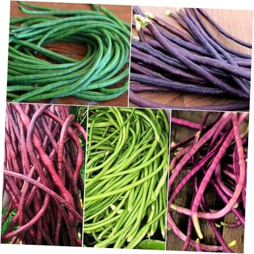 – 5 Colors Mix Yard Long Bean Seeds – – for 2026 Planting Purple 30+ Count