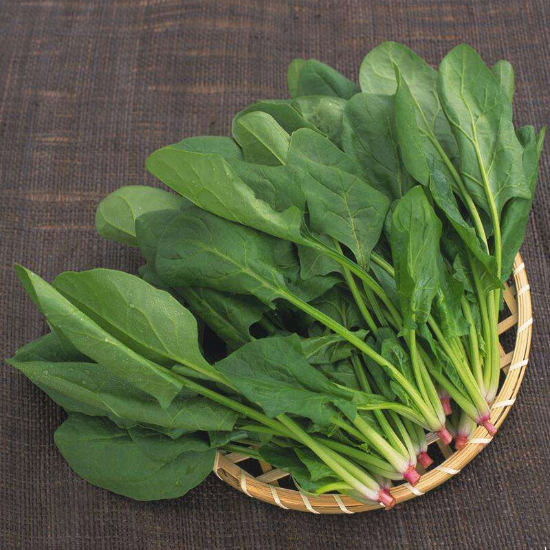 200+Big round leaf spinach Seeds Giant Noble spinach Persia vegetable USA