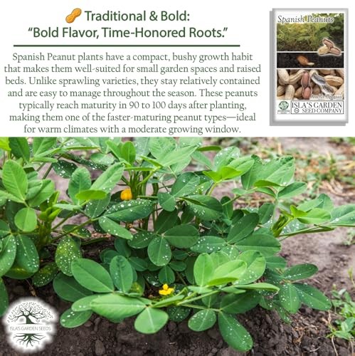 Spanish Peanut Seeds (Arachis hypogaea) – 20 Non-GMO Heirloom by Isla’s Garden