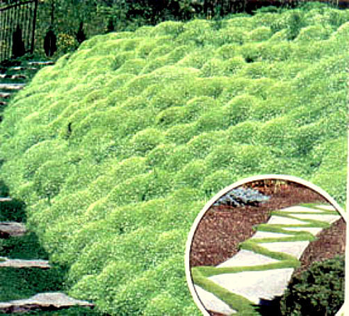 Irish Moss – Heirloom Seeds, Perennial Groundcover Seeds, Moss Seeds, 100ct Pack