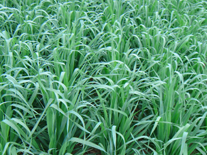Cosaque Black Seed Oats – Winter Hardy – High Yield Forage – Cover Crop – 5 lb
