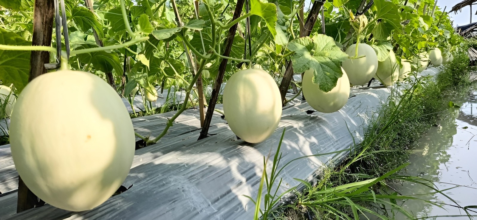 40 Premium Heirloom Tam Honeydew Melon Seeds – Large & Extra Sweet