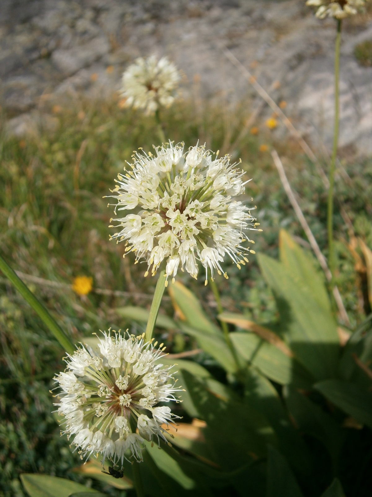 500 ALLIUM VICTORIALIS Seeds (Victory Onion) | NON-GMO | Free shipping | Annual