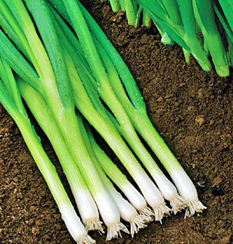 Bunching Onion (White) Seeds | Organic | NON-GMO | Heirloom | Best Seller