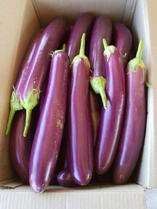 50+ PCS LONG PURPLE EGGPLANT SEEDS, HẠT CÀ TÍM DÀI, 紫茄子, 보라색 가지