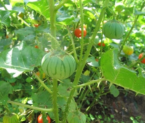 Solanum Virginianum 25 Seeds, Small Shrub Surattense Medicinal Nightshade