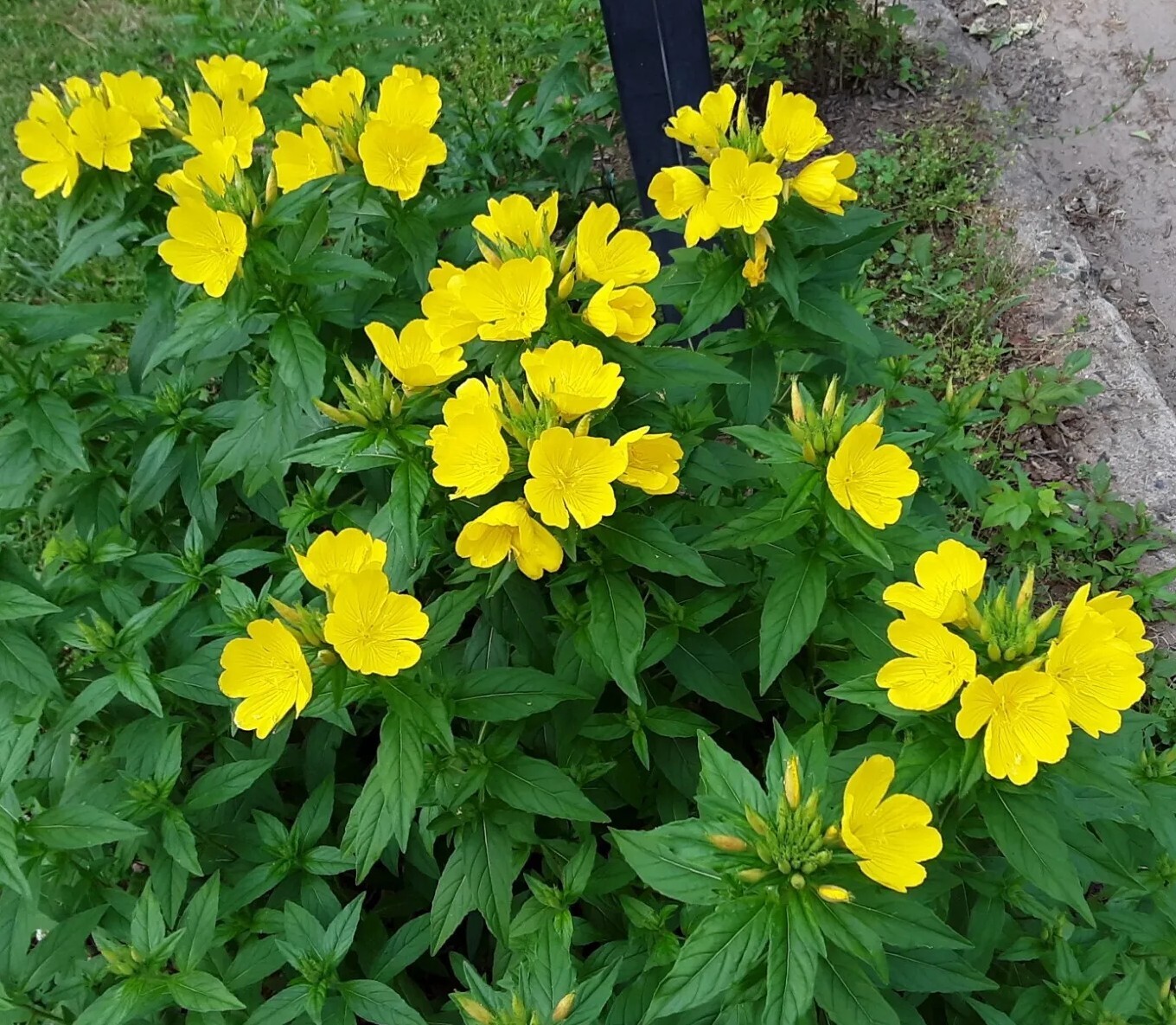 25 Common Evening Primrose Seeds, Yellow Flower Clusters.Perennial.