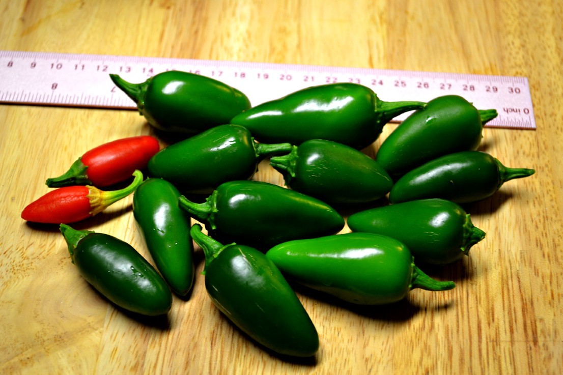 JALAPENO PEPPER * BULK 300 SEEDS * POPPERS * STUFFED* SALSA* HEAVY YIELDING *