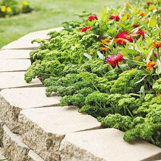 PARSLEY SEEDS CURLED Black Swallowtail Butterfly Host Plant Non-GMO 300 Seeds