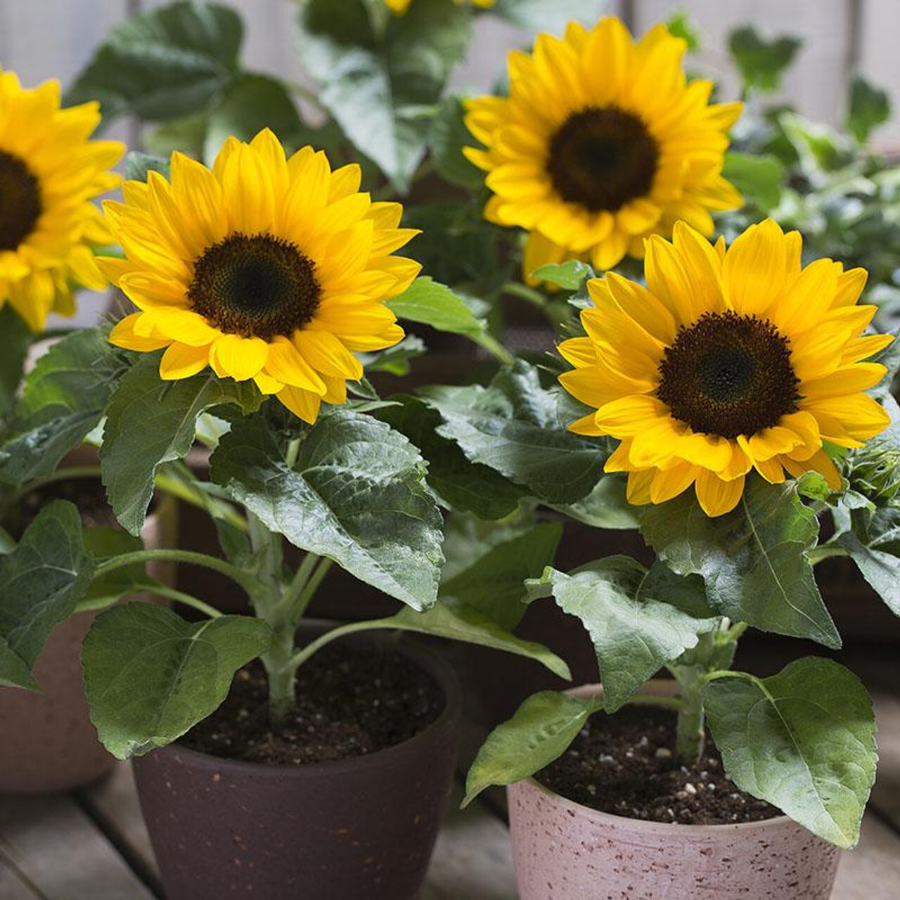 200 Dwarf Sunspot Sunflower Seeds Compact Pot Friendly Non-GMO Heirloom Garden