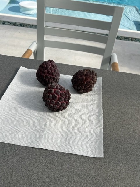 10 fresh Red Sugar apple (Annona squamosa) seeds