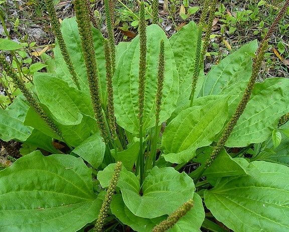 5,000+ Organic Broadleaf Plantain ~ 1 Gram Bulk Seeds ~ Plantago major Free Ship