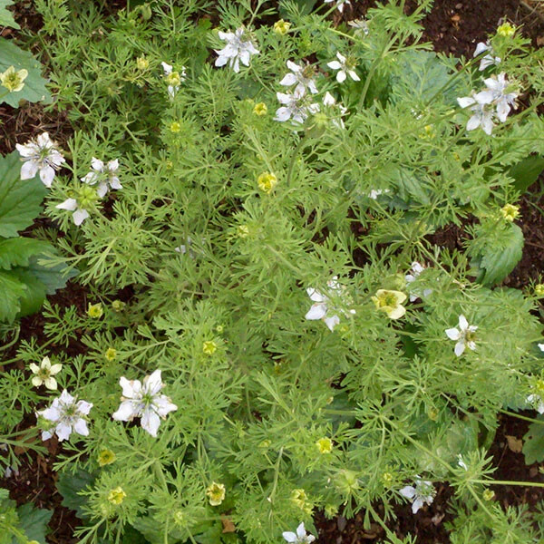 Black Cumin Seeds (100) / Nigella sativa / ORGANIC / CULINARY HERB / FL GROWN