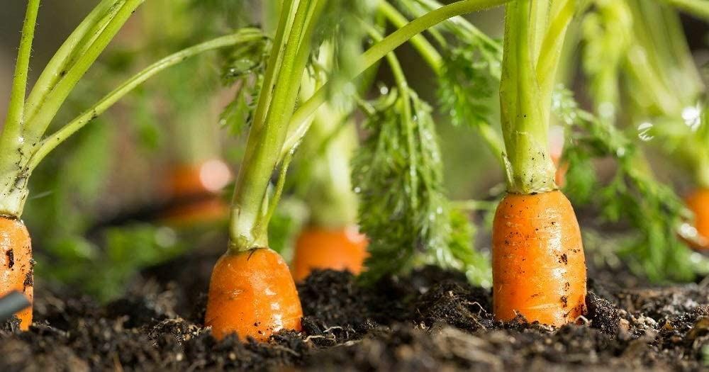 Carrot Seeds- Scarlet Nantes Carrot Seeds ,”COOL BEANS N SPROUTS” Brand. Home Ga