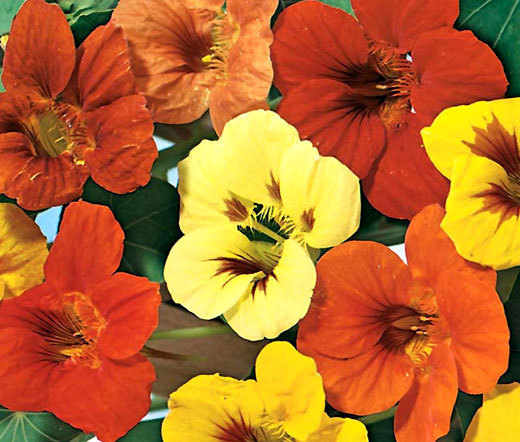 NASTURTIUM JEWEL MIX Tropaeolum Majus – 25 Seeds
