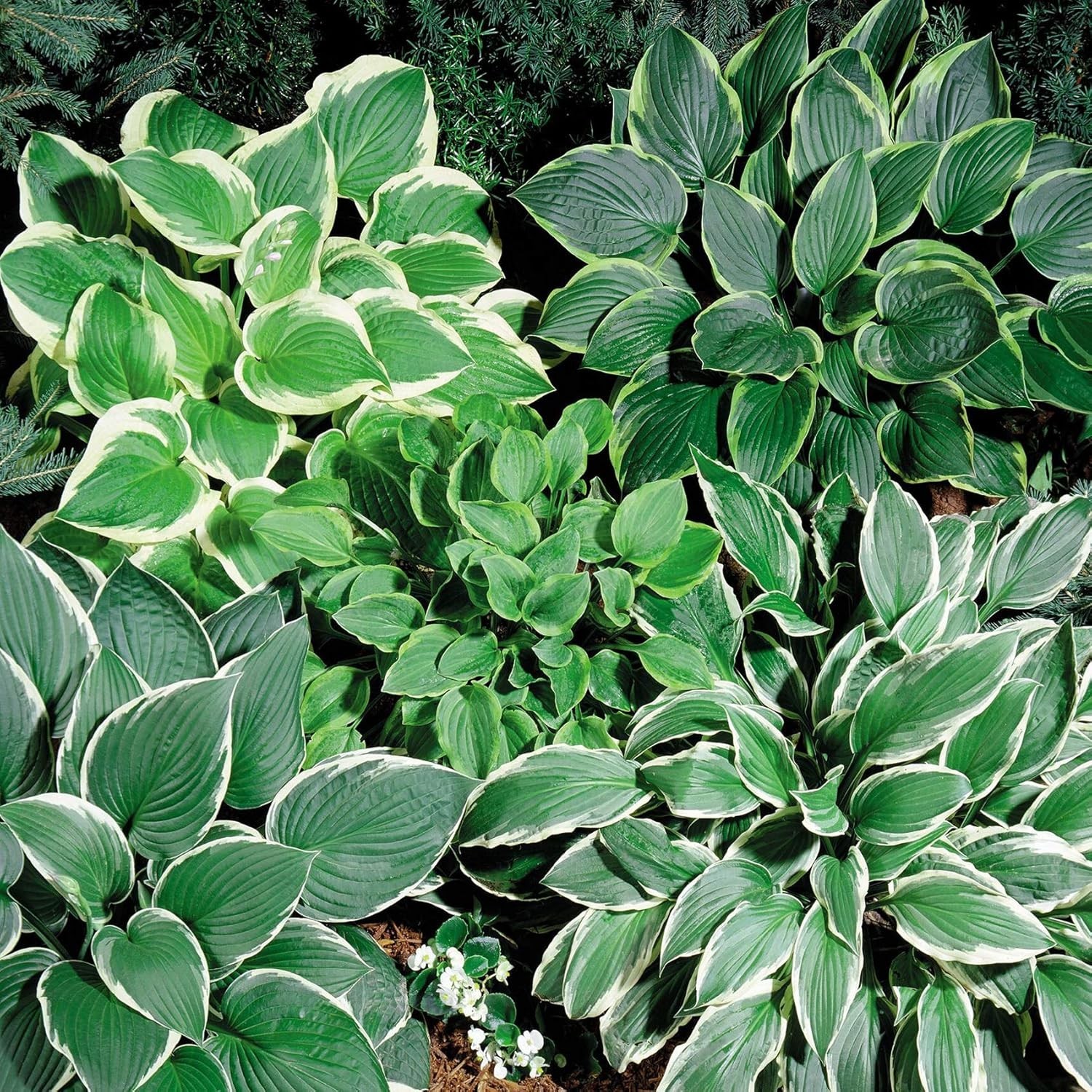 50 Hosta Seeds: Perennial, Low-Maintenance Flowering Plants for Shady Gardens