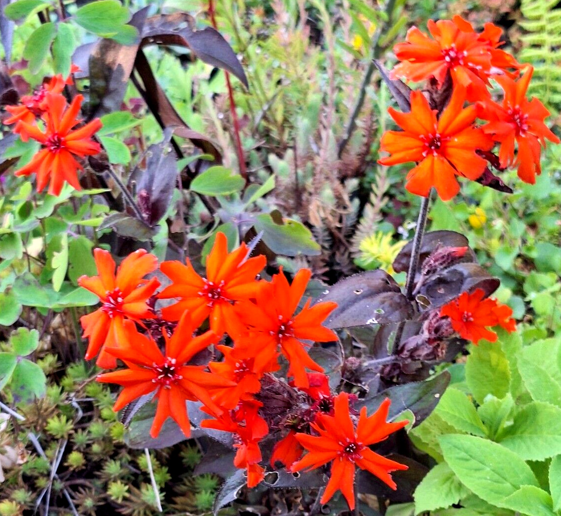 50 seeds lychnis arkwrightii vesuvius scarlet, dark leaves, rare flower