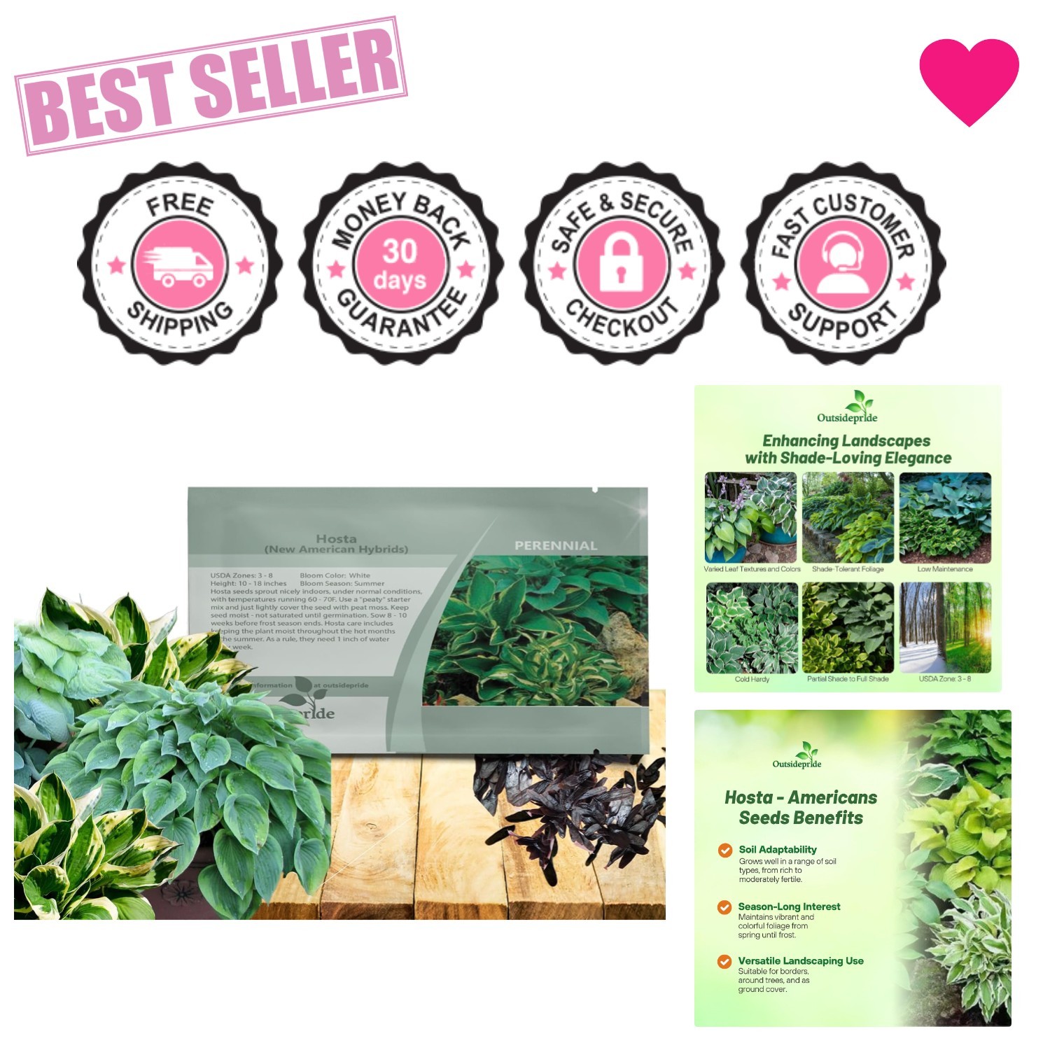 50 Hosta Seeds: Perennial, Low-Maintenance Flowering Plants for Shady Gardens