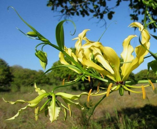 Gloriosa superba lutea | Flame or Climbing Lily | 25 Seeds