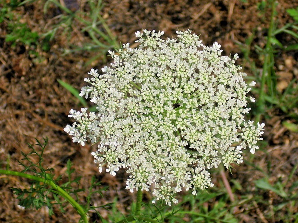 40 QUEEN ANNE’S LACE SEEDS (Daucus carota )