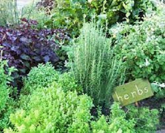Herb 2 – D