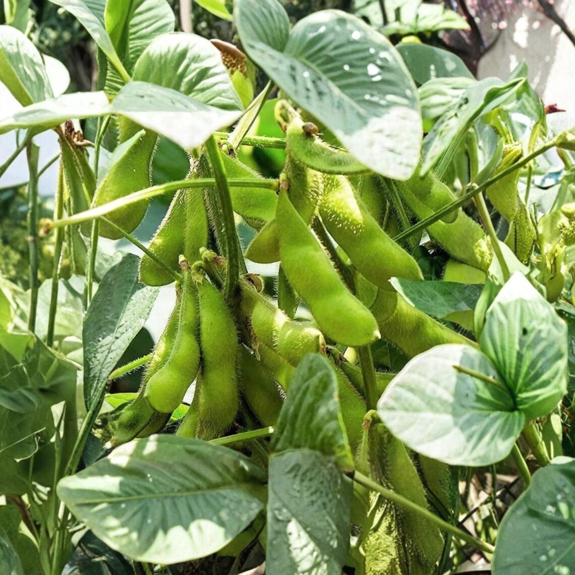 Triple Play Edamame Soybean Seeds Heirloom Non-GMO Open-Pollinated 75 Days