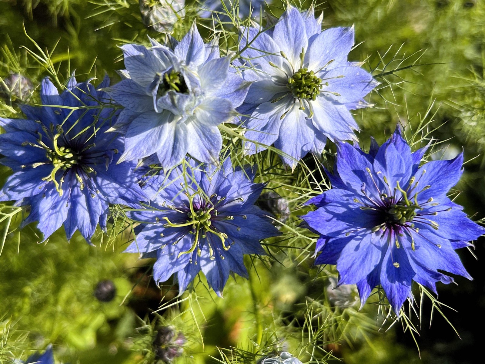 500 BLUE LOVE IN A MIST Miss Jekyll Nigella Damascena Flower Seeds *Comb S/H
