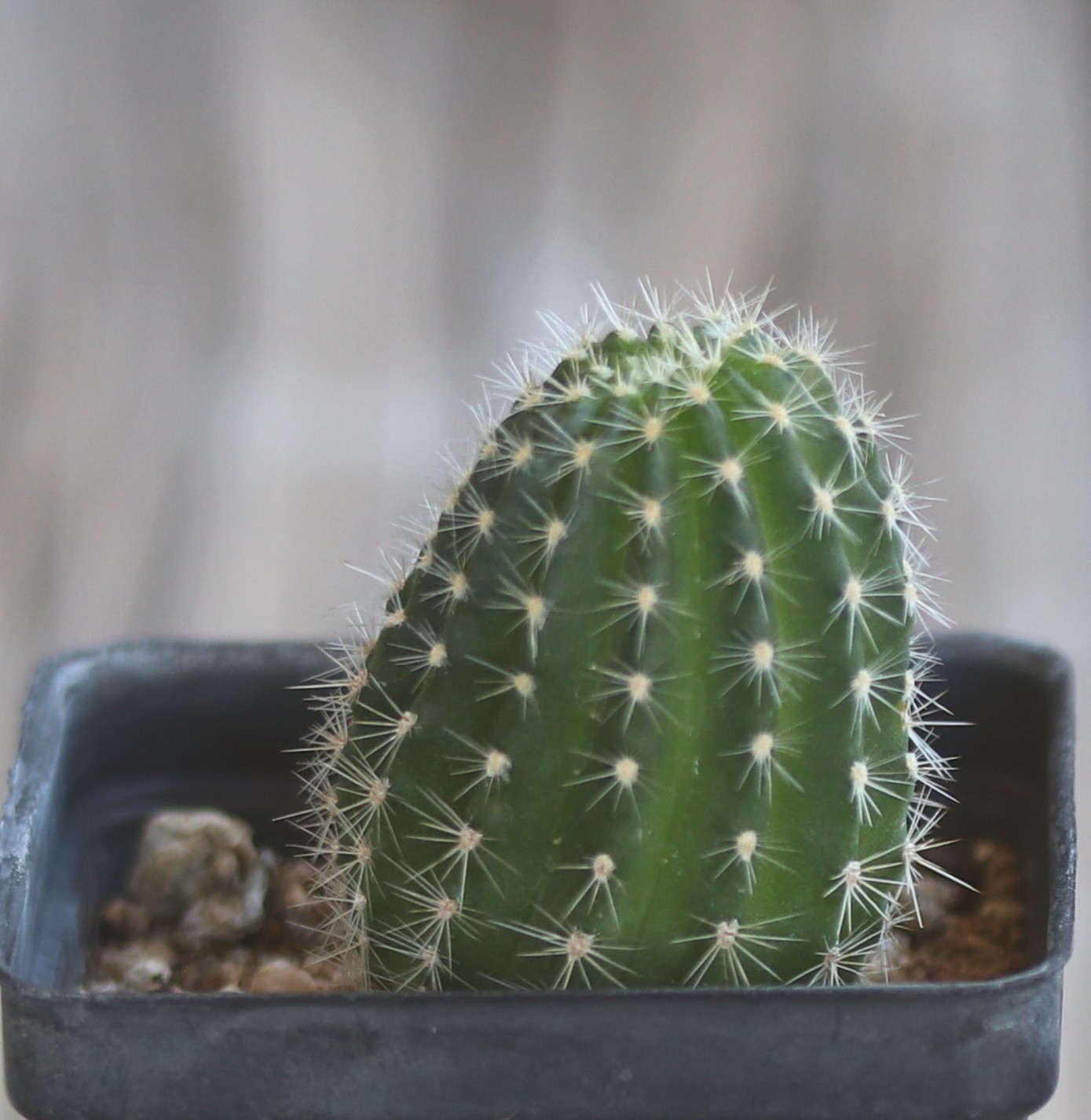 Echinopsis hybrid ‘Pink Stripes’