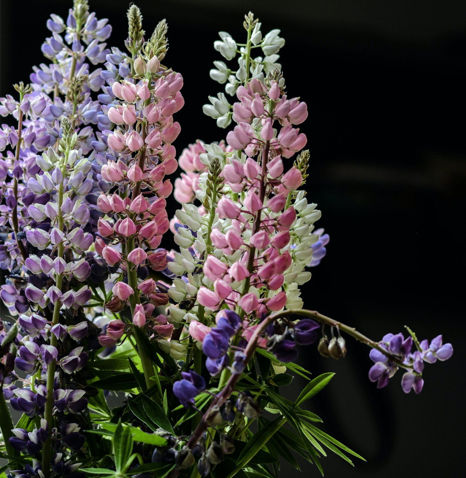 Meadow Lupine Seeds – California Native – Lupinus polyphyllus – Help Pollinators