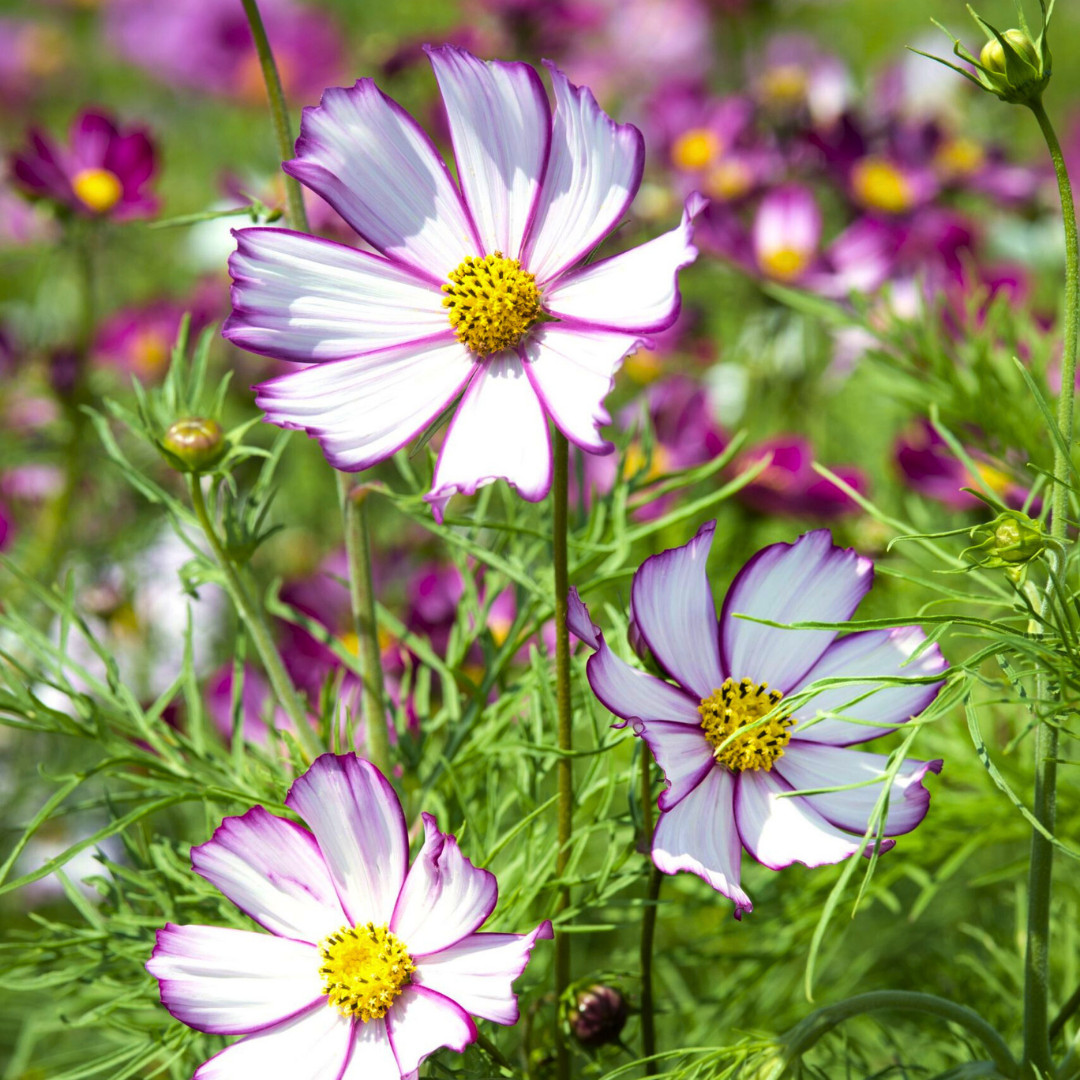 Fresh Beautiful Cosmos Seeds | Picotee | Heirloom Non-GMO | Flower Seeds