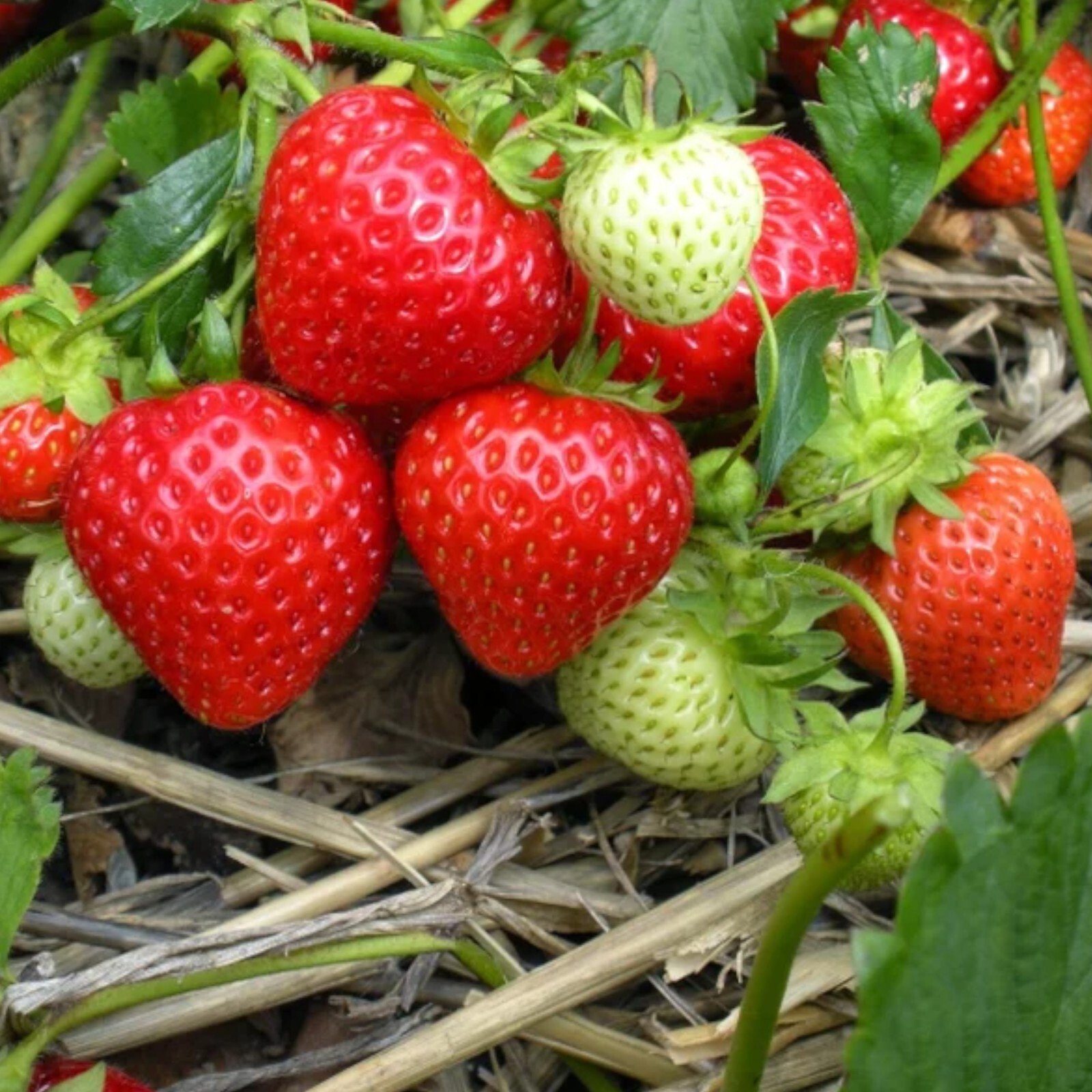 200 pcs Cream Strawberry Seeds – Hardy Perennial Herb, Fall & Spring Planting