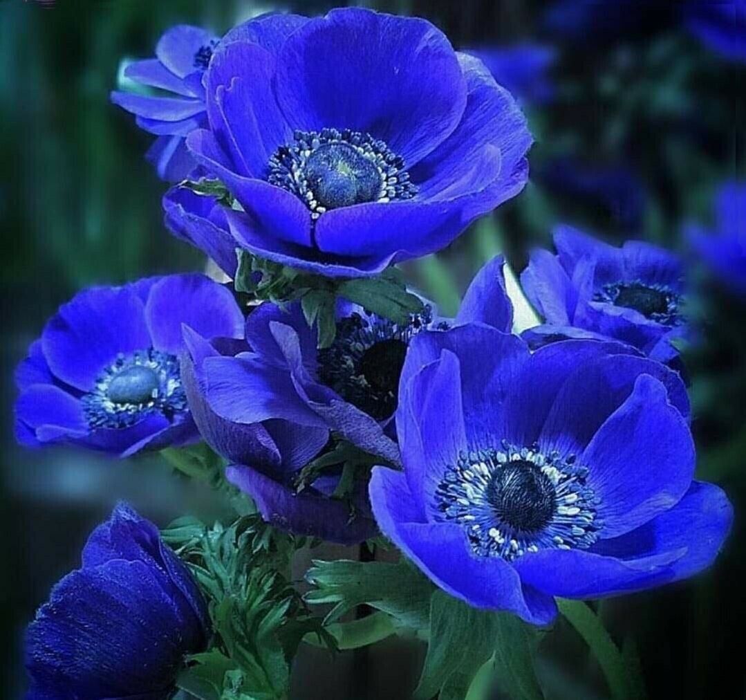 Anemone de Caen Blue Poppy and Rose ,Red Colors 40 seeds
