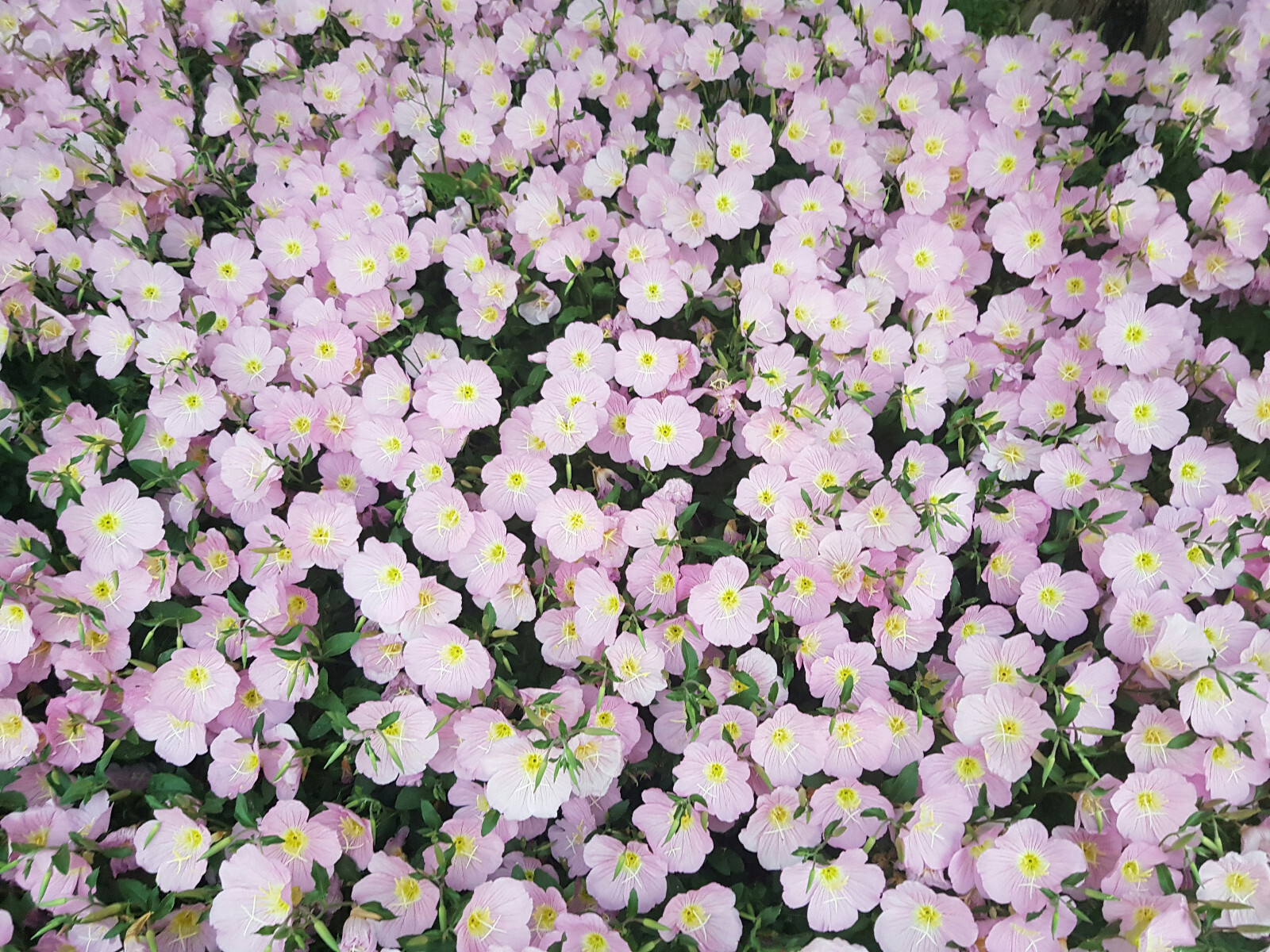 Pink Evening Primrose 500 Seeds Showy Primrose, Pink Buttercups, Ground Clover