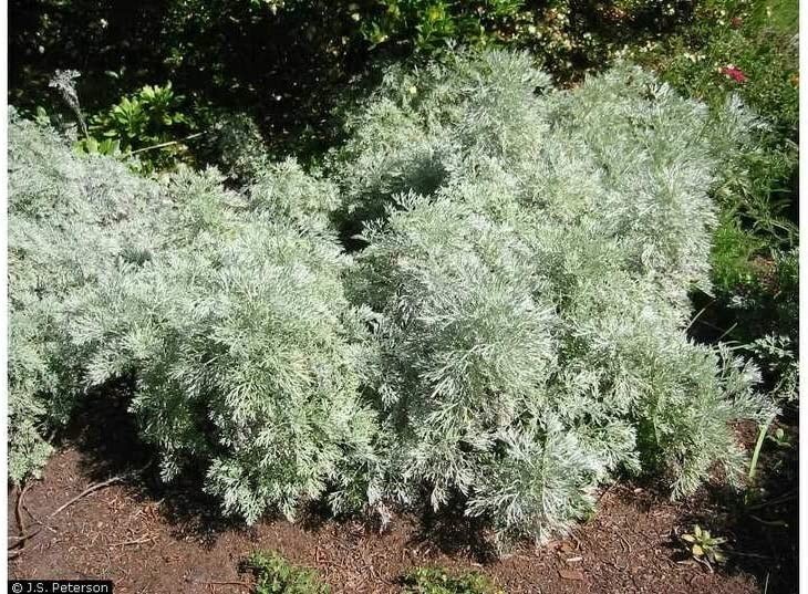 100 Absinthe Plant Seeds for Planting Common Wormwood Artemisia Absinthe