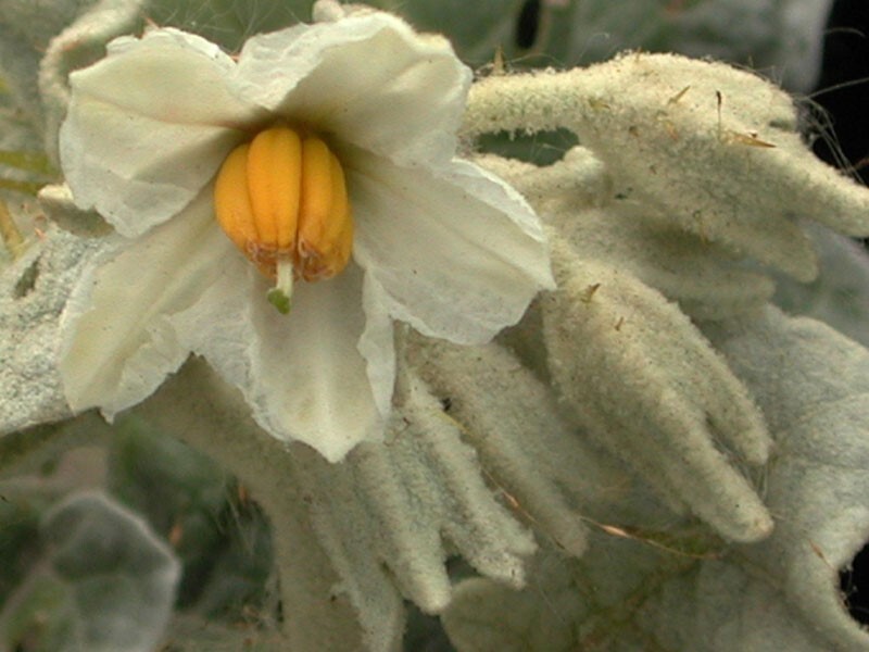 Solanum marginatum | Purple African & White Margined Nightshade | 50_Seeds