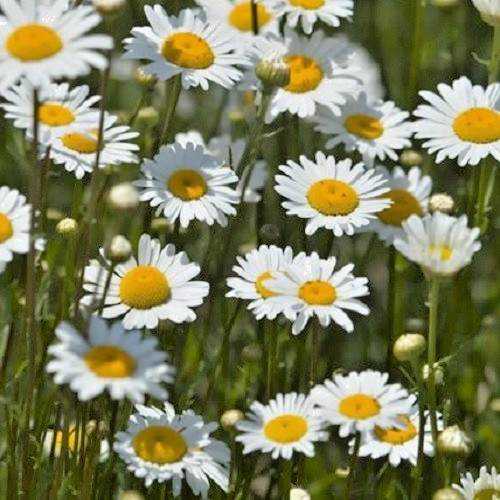 1,000 Oxeye Daisy Flower Seeds Heirloom Perennial Classic Beauty Organic Non-GMO