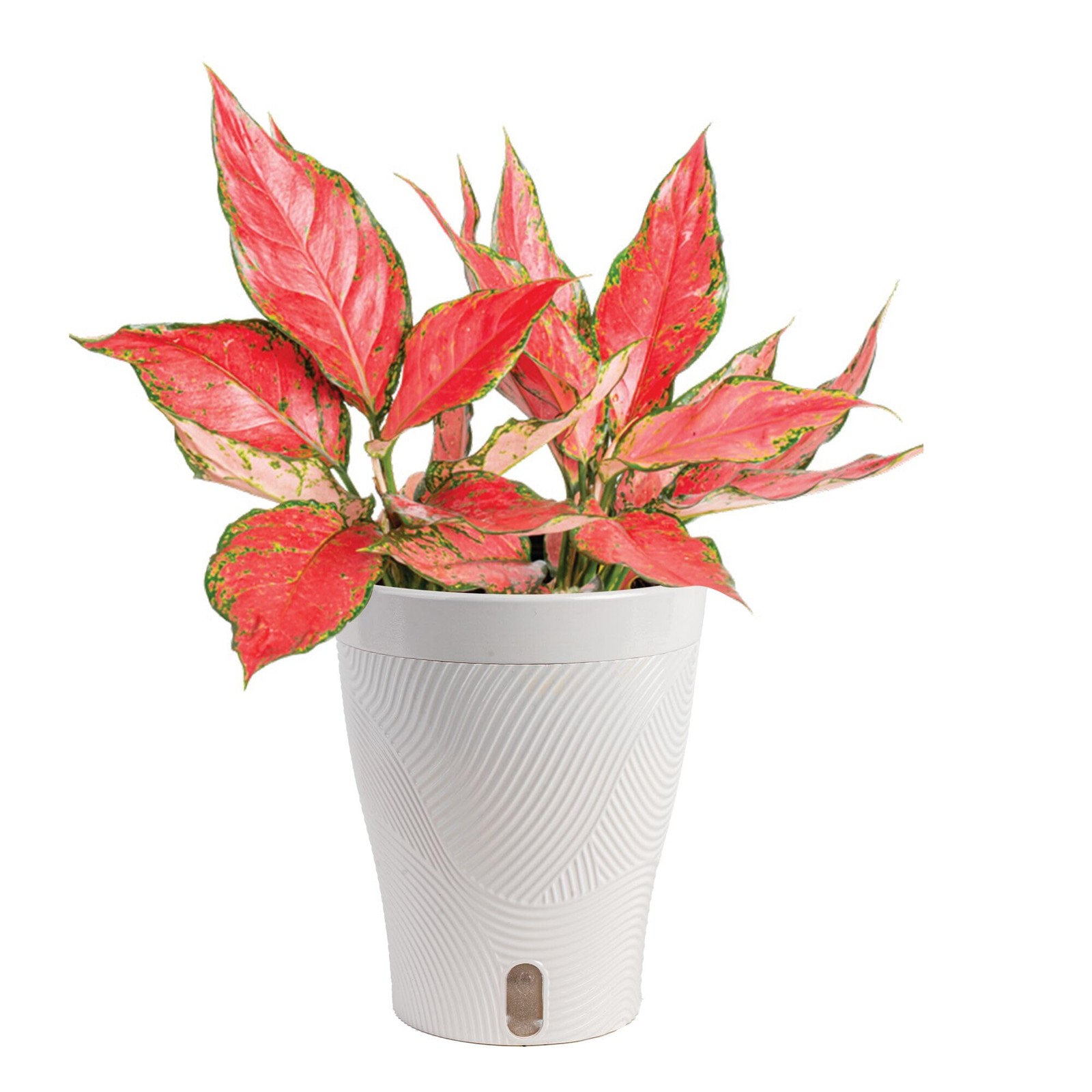 Trending Tropicals Aglaonema Live Indoor Plant, Self Watering Décor Plant Pot…