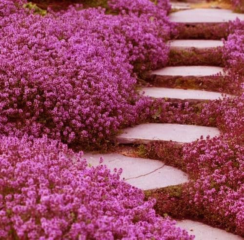 20,000+ Creeping Thyme Ground Cover, Non-Gmo Perennial Flower , Hardy Thymus Se