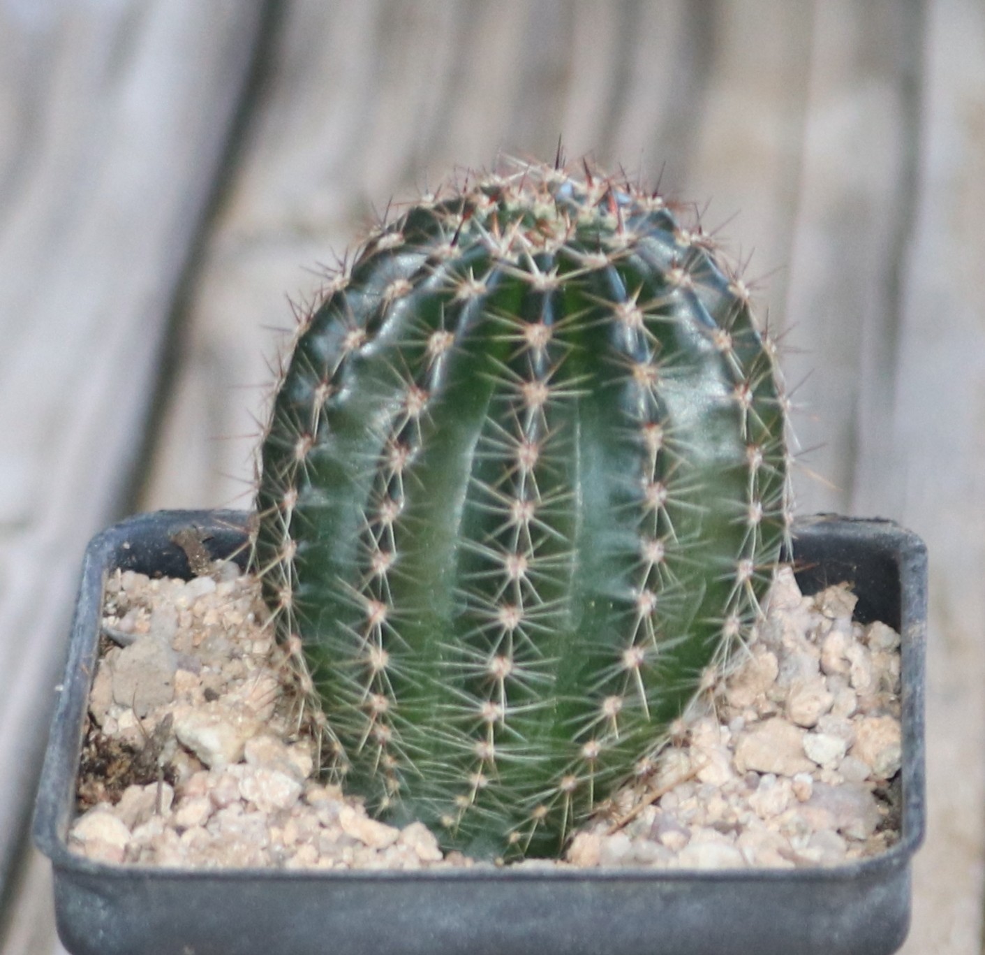 Schick hybrid ‘Flattycake’