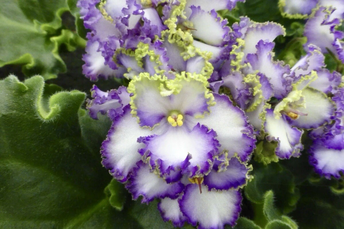Rare Mixed African Violet Seeds ~ House Plants ~ Indoor Plants ~ Greenhouse