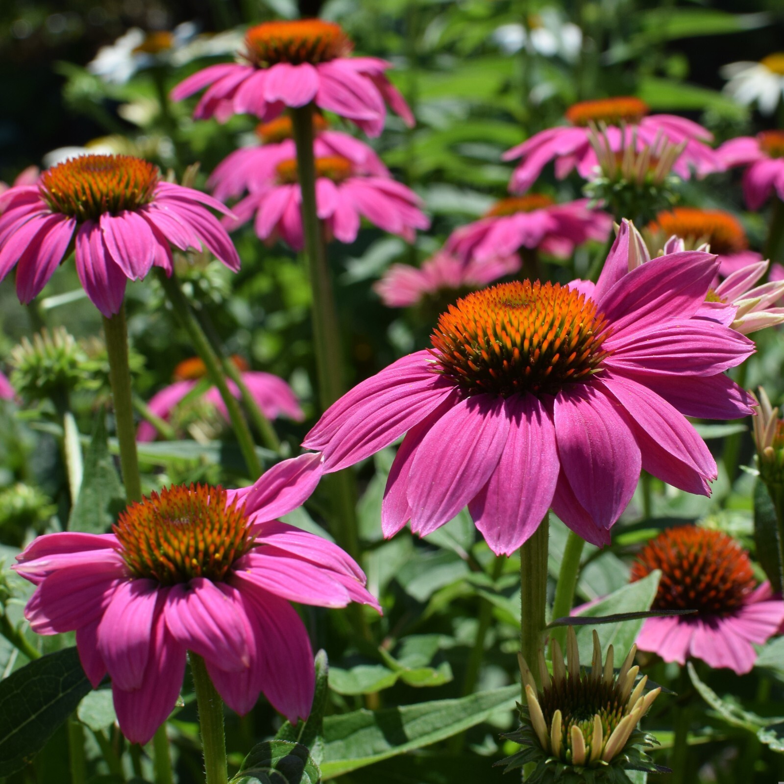 Echinacea Seeds, Purple Coneflower, Non-GMO, Attracts Bees, Free Shipping