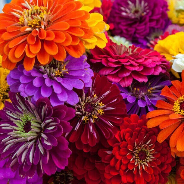 100 CALIFORNIA GIANT ZINNIA SEED MIX | SALE FREE SHIPPING NON GMO HEIRLOOM