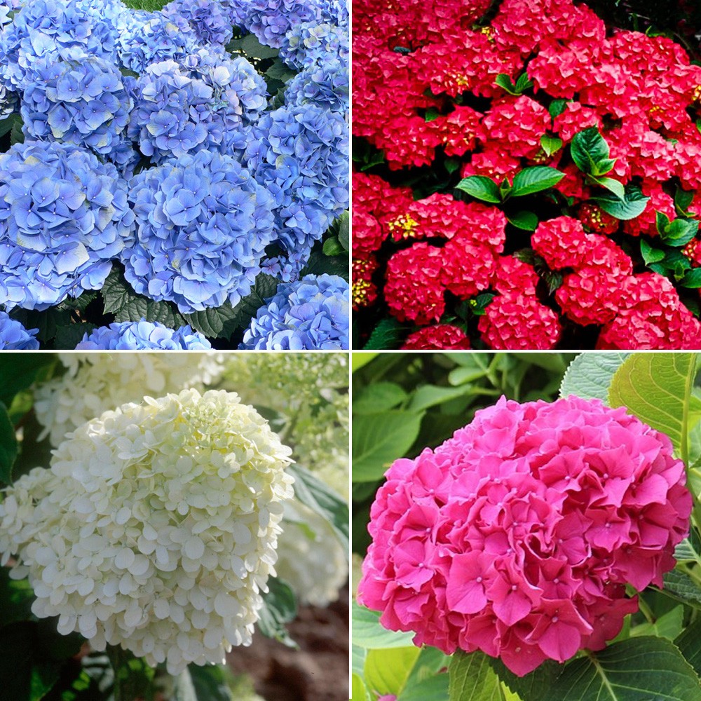 Hydrangea Seeds Mixed 15 Seeds Free Shipping!