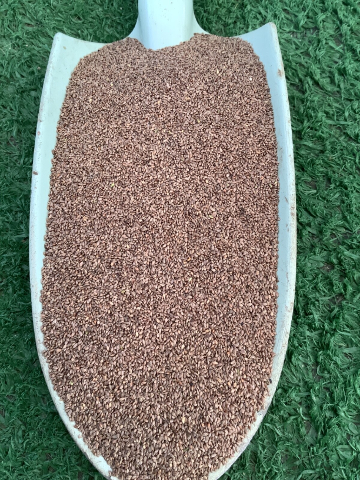 🇺🇸 Premium Hollywood Bermuda (hulled) Grass Seed Drought tolerant