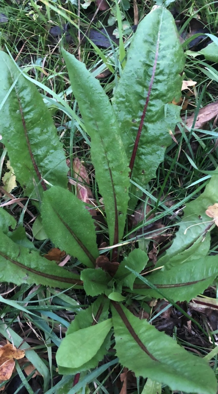 Chicory Seeds (cichorium intybus)