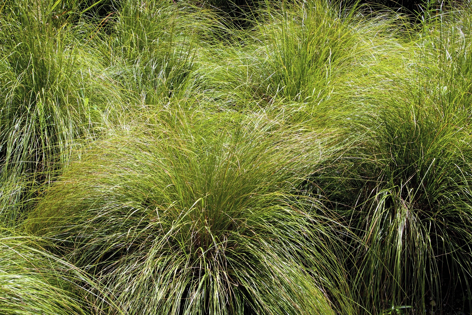 200 PRAIRIE DROPSEED Ornamental Native Grass Sporobolus Heterolepis Seeds