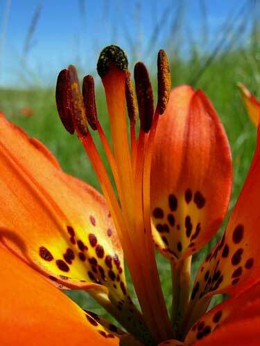 Lilium philadelphicum | Philadelphia, Prairie or Wood Lily | 10 Seeds