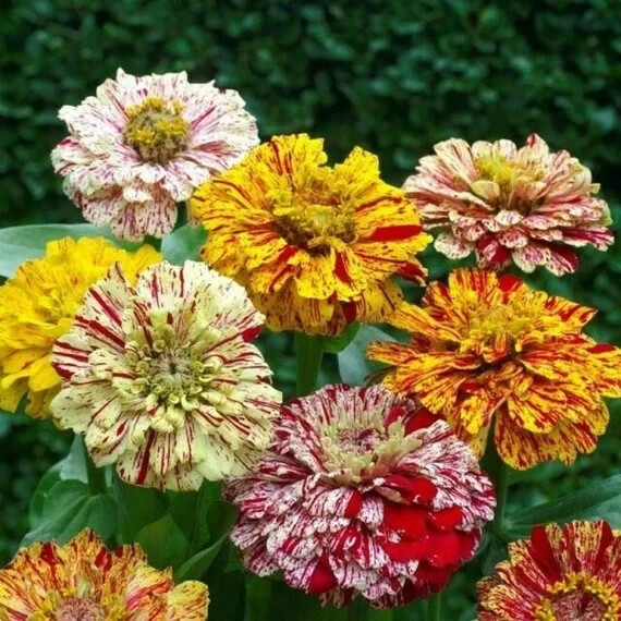 100+ Peppermint Stick Mixed Zinnia Seeds for Garden – USA – FREE SHIPPING!