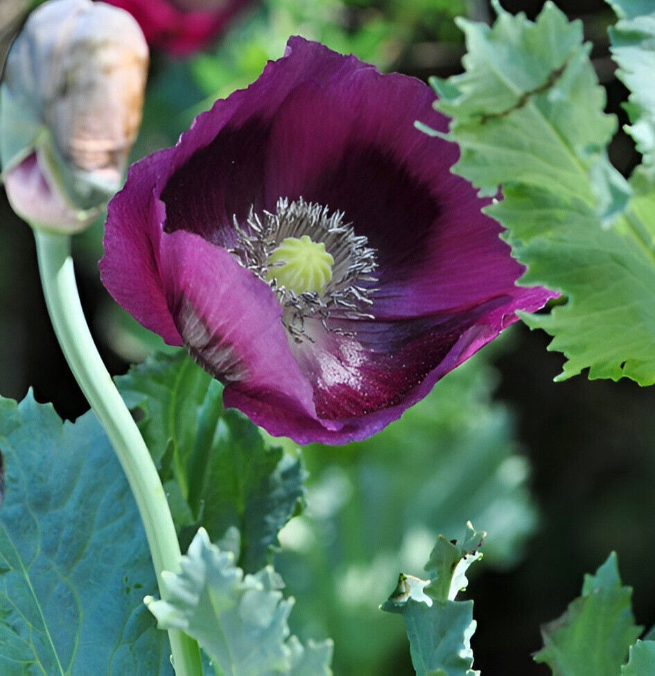 1,000 Springer Grape Poppy Seeds – P. Somniferum – Giant Blooms- Dark Purple!