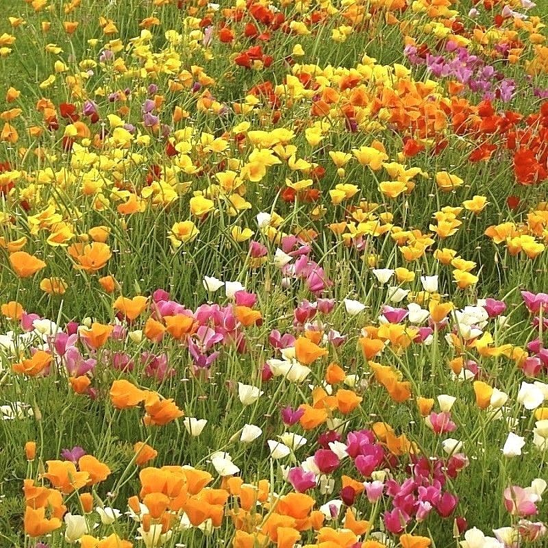 501+CALIFORNIA POPPY MIX Native Wildflower Seeds Flower Garden Patio Container